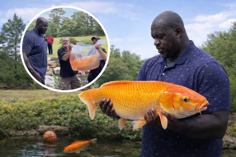 Shaquille O’Neal Bought a 39-Inch Japanese Koi Named Shakoi O’Neal Shaquille O’Neal Japanese koi fish