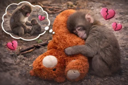 Baby Monkey Japan Story: Rejected Infant Finds Comfort in Plush Toy Baby Monkey Japan Story: Rejected Infant Finds Comfort in Plush Toy